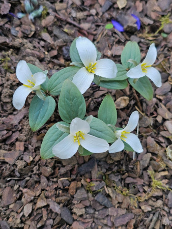 Trillium nivale